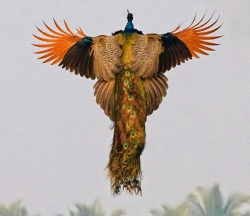 Flying Peacock.