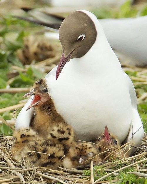 Black Headed Gull And Babies