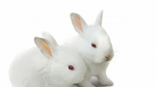 White Rabbits
