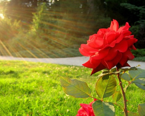 Rose flower sun rays