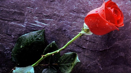 Symbol of love Rose Flower
