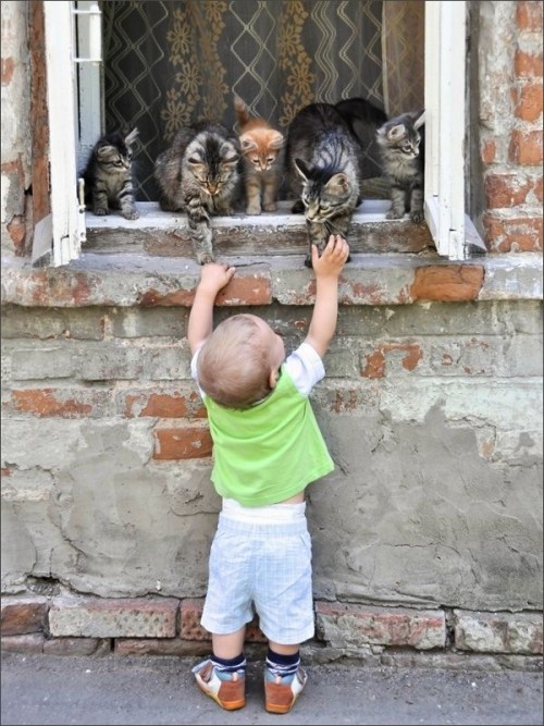 Baby Boy And Cats