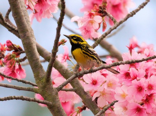 Bird In Cherry Blossom