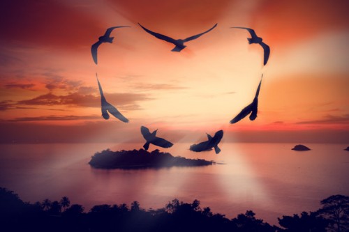 Birds making heart shape