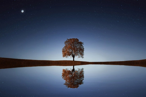 Reflection,  Tree Lake
