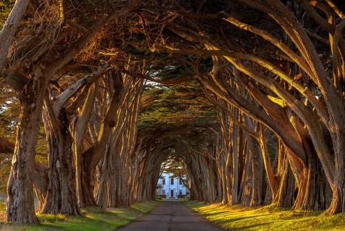 Tree Tunnels