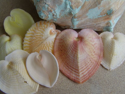 Pastel Colored Heart Shaped Shells