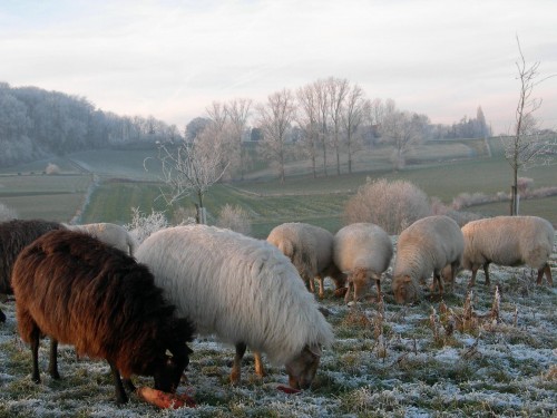 Sheep In Winterlandscape