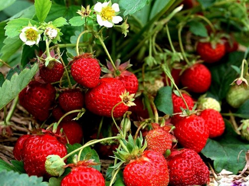 #Yummy #Strawberry #Plants #Fresh