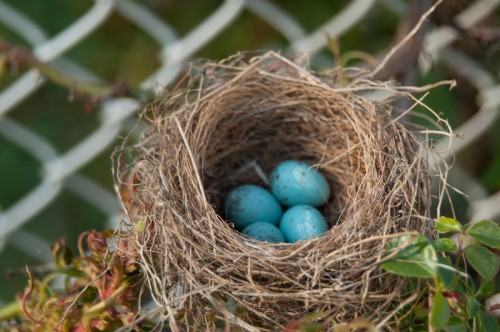 Bird Eggs In The Nest