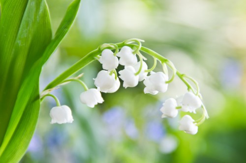 White bells by sweet nature
