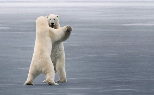 Polar Bears Dancing