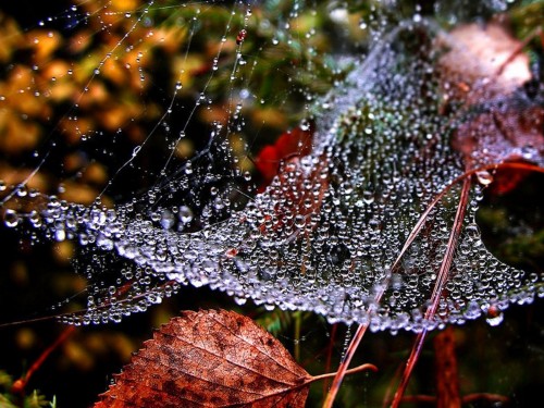 Water drops on A spider's web