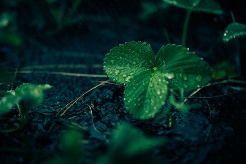 Rain Drop on Leaf