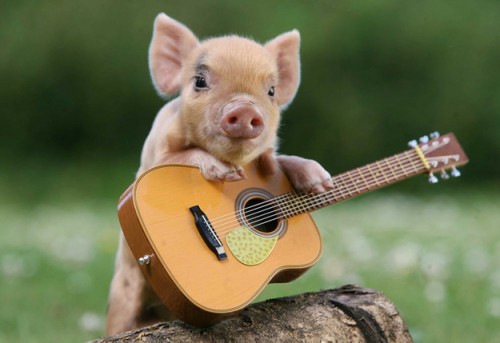 Tiny Pig Tiny Guitar