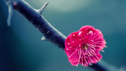 Sensational Little Pink Flower