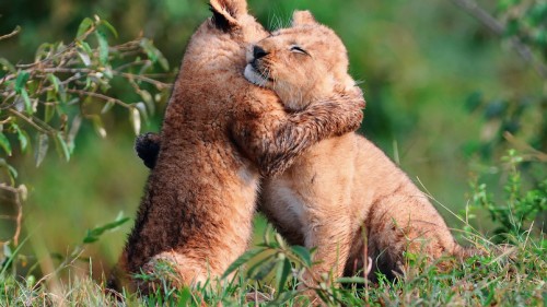Baby Lions Hug