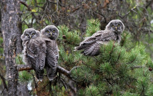 Gray owls