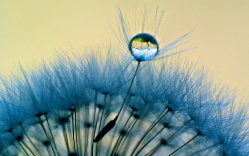 Drop water on dandelion flower