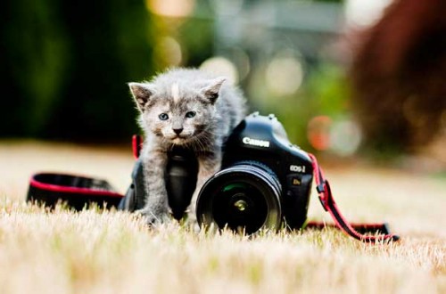 Cat photography