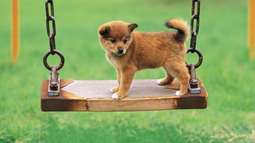 Puppy Swings