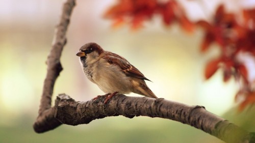 Sparrow Resting