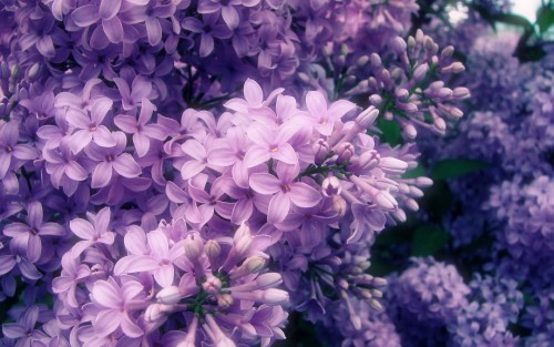 Beautiful purple flowe