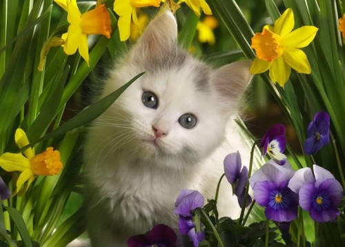 Cats With Beautiful Flowers