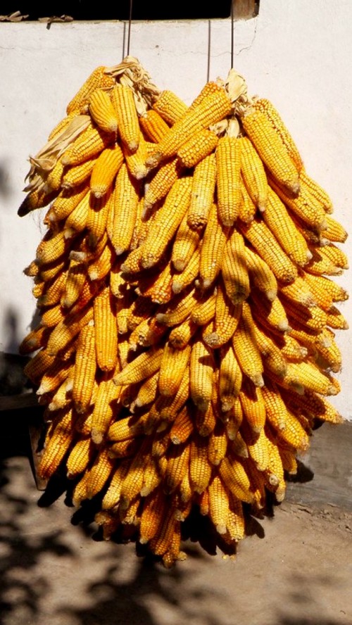 You can see more than 100 corn in one group. A Yellow Pic which worth watching