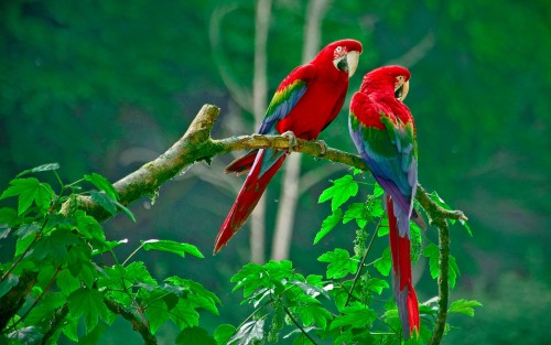 The dreamland parrots