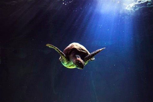 A turtle swims in the aquarium in Madrid, Spain