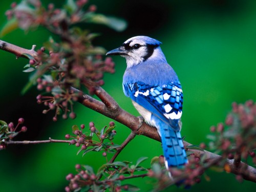 Blue Jay bird is large songbird is familiar to many people, with its perky crest; blue, white, and black plumage; and noisy calls.