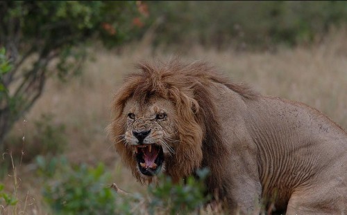 Grumpy Lion roaring