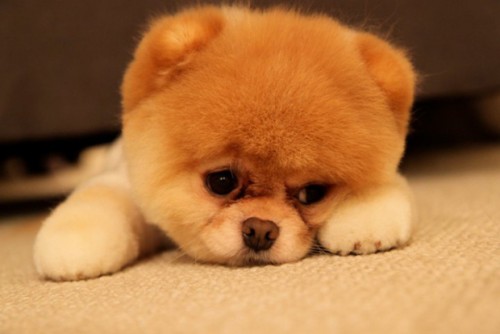 Cute Puppy image
