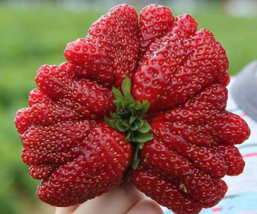 RedStrawberry.jpg
