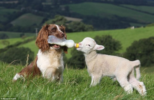 Dog Feeding Lamb