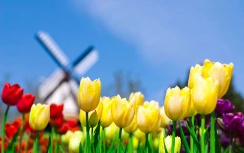 Tulips windmill