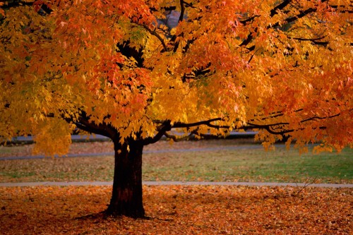 Beauty of autumn with orange leaves