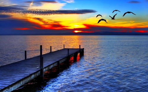 Birds flight in sunset