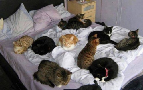 Catty Party on the Bed