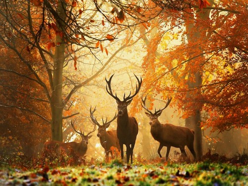 Deers Autumn