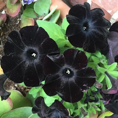 Black Velvet Petunias