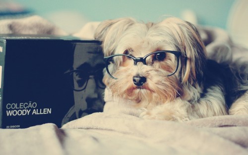 Dog Wearing Spectacles