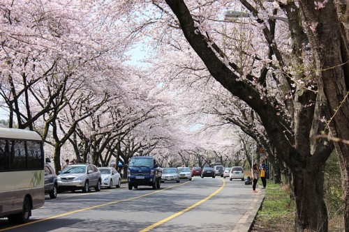 Jeju Island Cherry Blossom Cheju National University