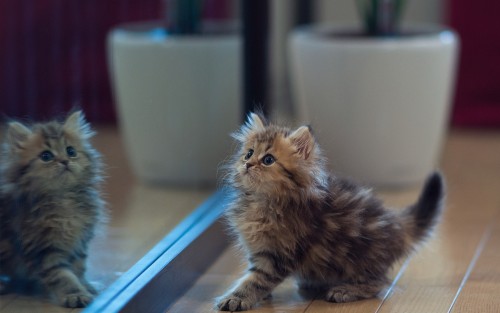 Kitten Mirror