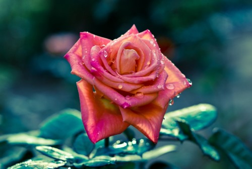 Pink Rose After Rain