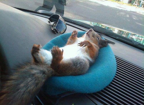 Squirrel in the Car