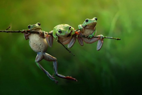 “Frog Story”
