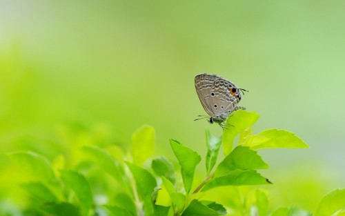 Lovely butterfly on green leaves