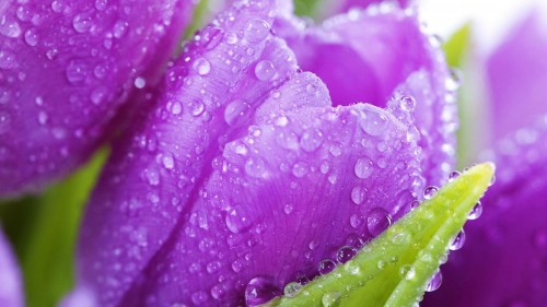 Purple tulip with raindrops